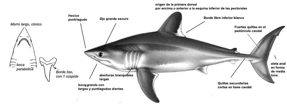 Lamna nasus01.jpg